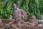 0006-pelicans