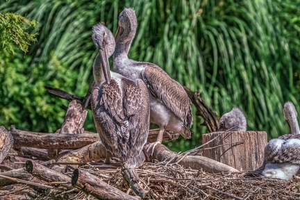0006-pelicans