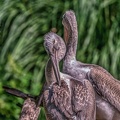0007-pelicans
