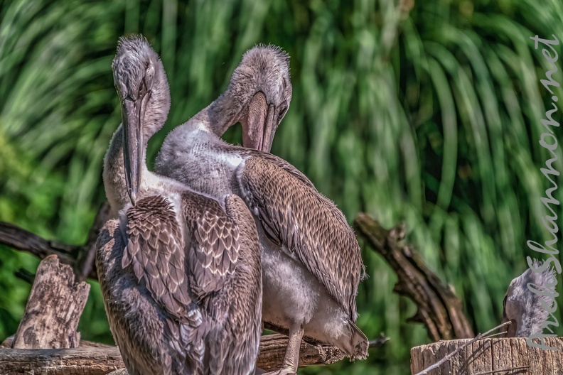 0008-pelicans.jpg