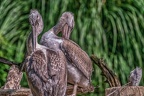 0008-pelicans
