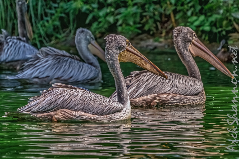 0009-pelicans