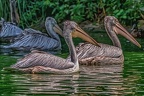 0009-pelicans