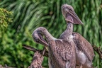 0010-pelicans
