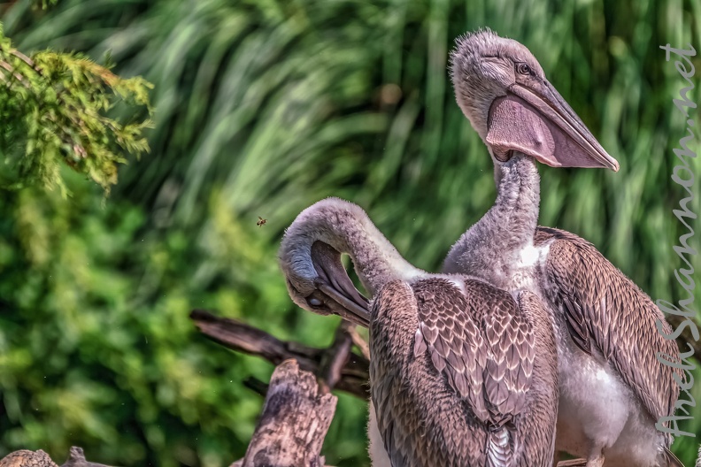 0011-pelicans.jpg