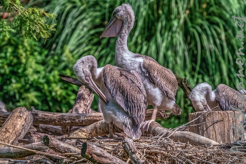 0012-pelicans.jpg
