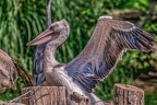 0015-pelicans