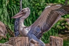 0016-pelicans