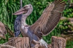 0018-pelicans