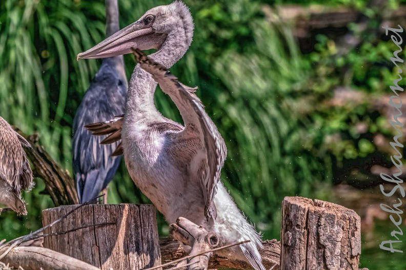 0020-pelicans.jpg