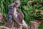0020-pelicans