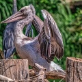 0024-pelicans