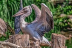 0025-pelicans
