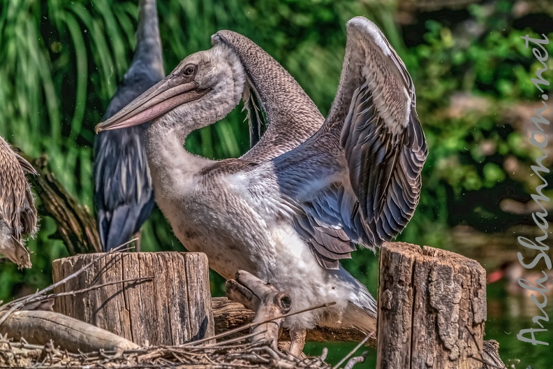 0027-pelicans.jpg