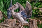 0027-pelicans