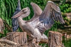 0028-pelicans