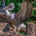 0034-pelicans