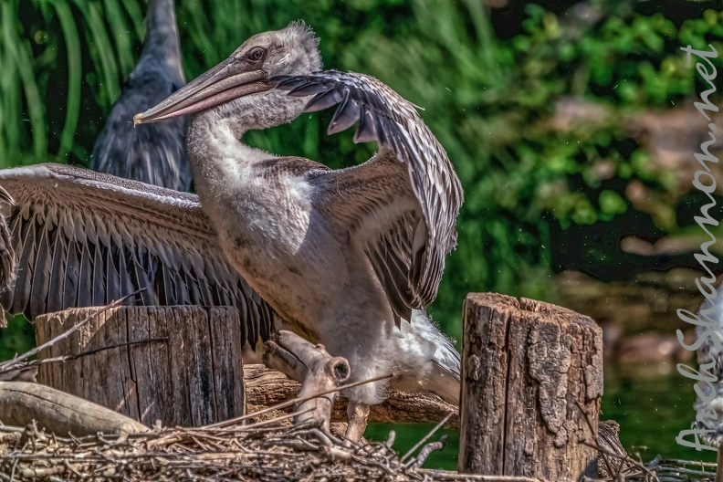 0035-pelicans.jpg