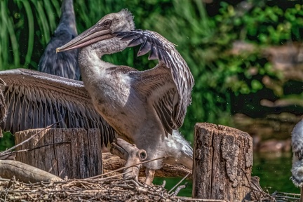 0035-pelicans