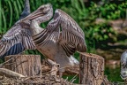 0037-pelicans