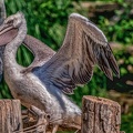 0038-pelicans