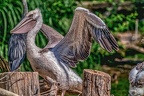 0039-pelicans