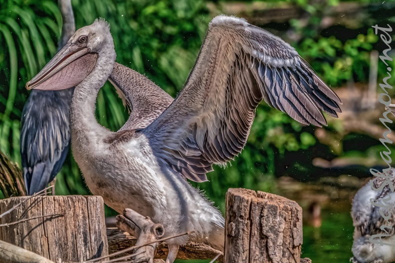 0040-pelicans.jpg