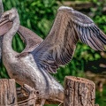 0040-pelicans