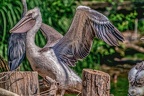 0040-pelicans