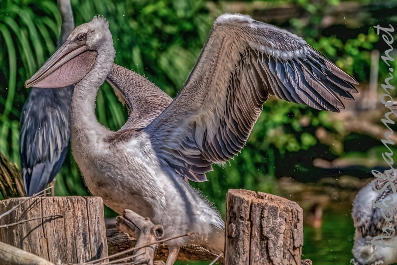 0041-pelicans