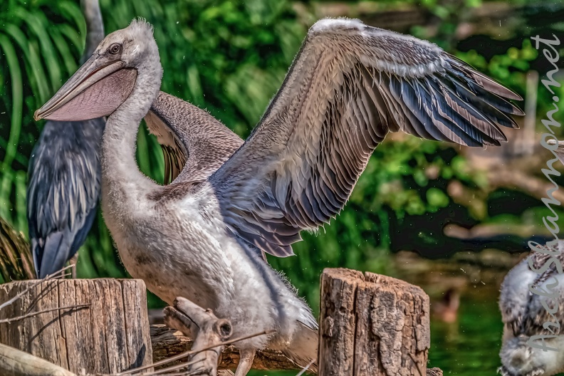 0042-pelicans.jpg