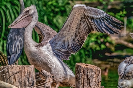 0042-pelicans