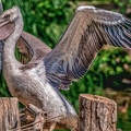 0043-pelicans