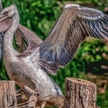0044-pelicans