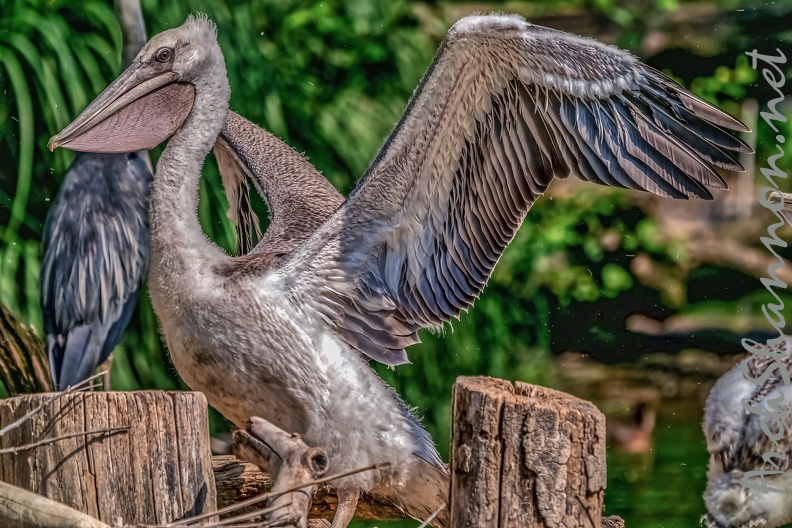 0045-pelicans