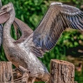 0045-pelicans