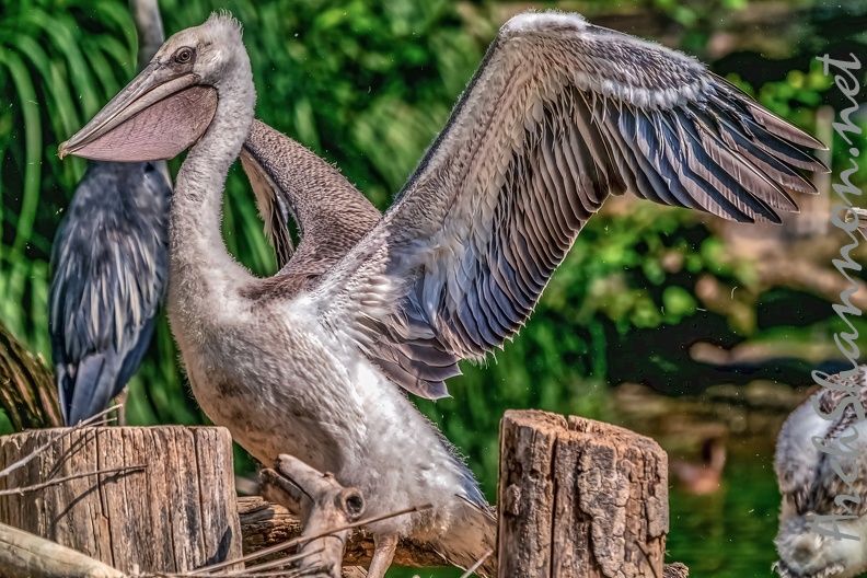 0046-pelicans.jpg
