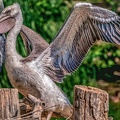 0046-pelicans