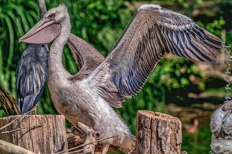0047-pelicans.jpg