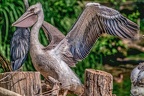 0047-pelicans