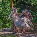 0049-pelicans