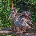 0050-pelicans
