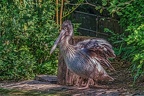 0052-pelicans