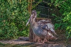 0054-pelicans