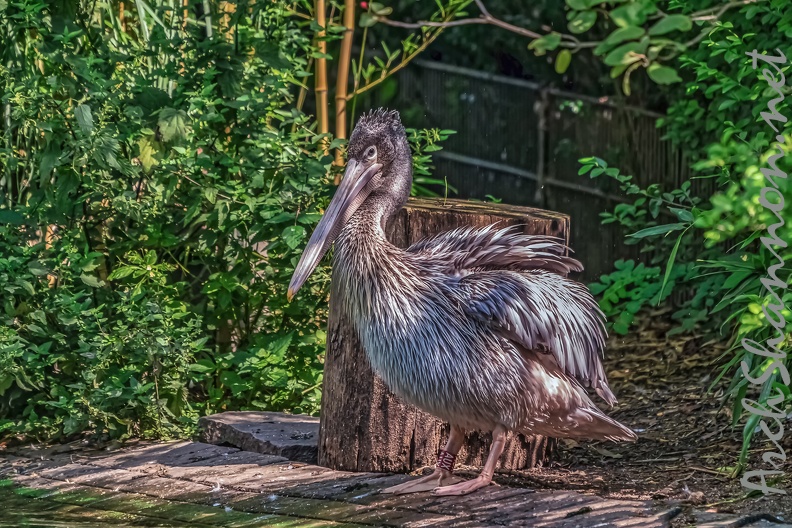 0055-pelicans