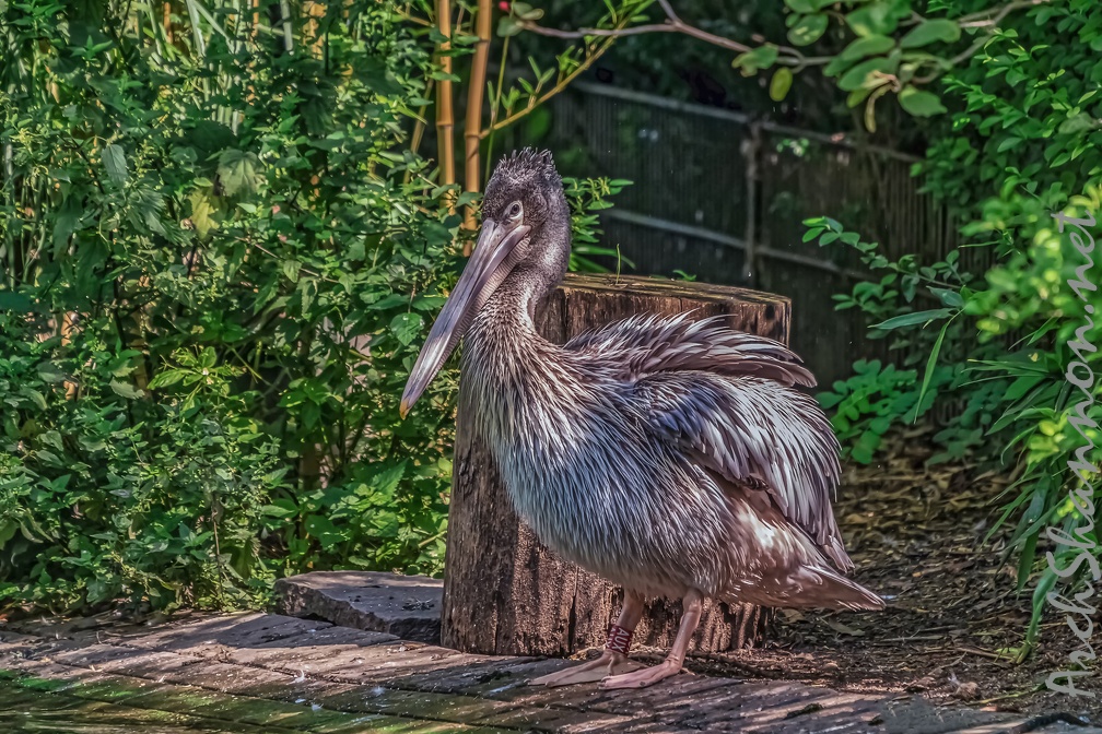 0056-pelicans