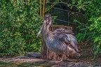 0057-pelicans