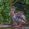 0058-pelicans