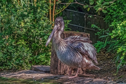 0058-pelicans