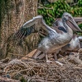 0059-pelicans